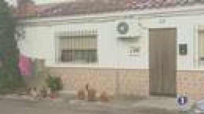 Noticias de Castilla-La Mancha - Noticias de Castilla-La Mancha 2 -24/12/14