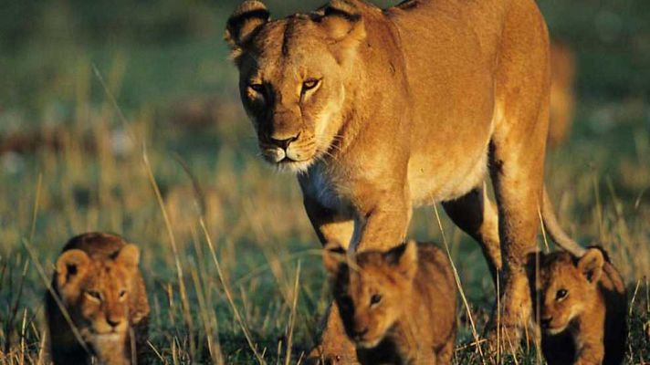 Grandes documentales - Leona en el exilio