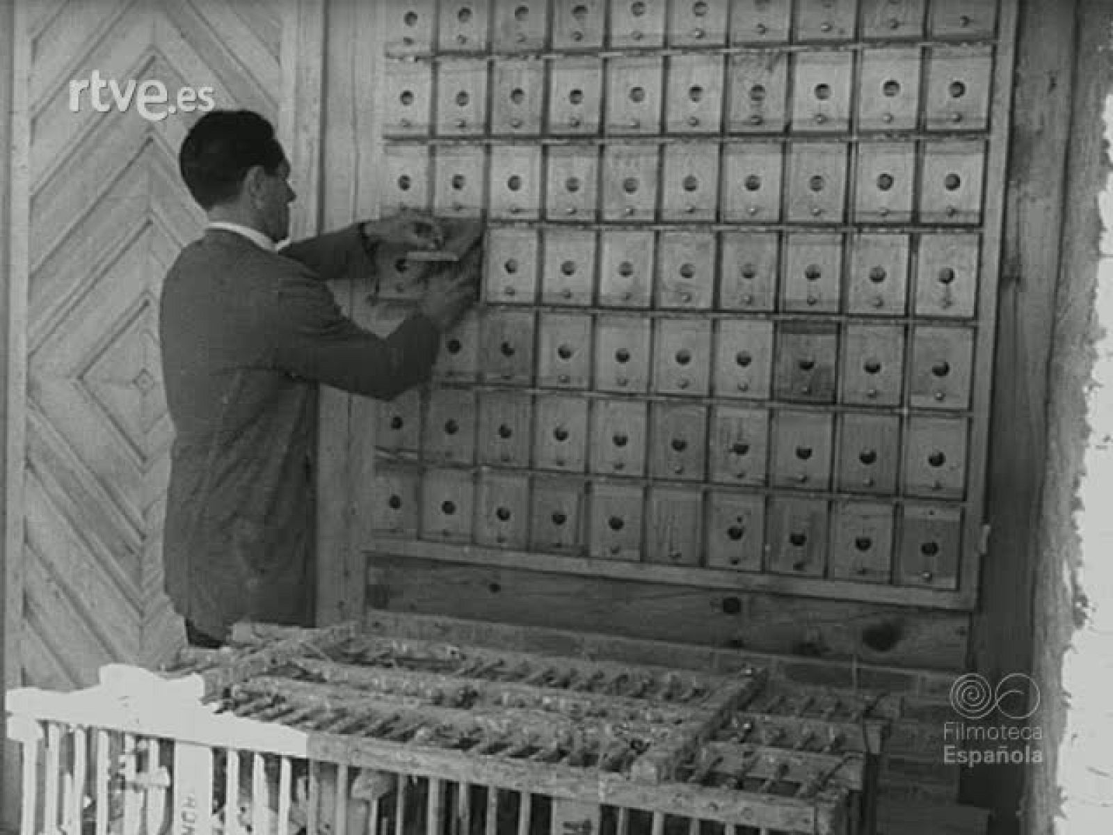 COMPETICIONES DE TIRO AL PICHON EN LA MORALEJA (MADRID). (MATERIALES SIN MONTAR) | Ver