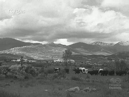 Archivo Histórico - TIENTA EN LA FINCA LOS LABAJOS