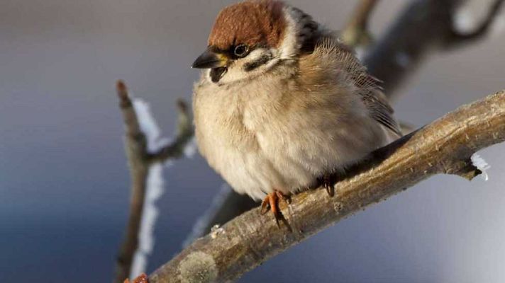 Grandes documentales - El mundo de los gorriones