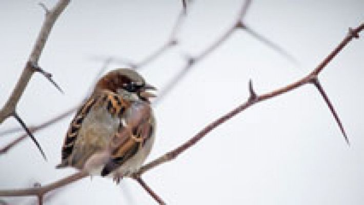 Informativo de Madrid - El tiempo en la Comunidad de Madrid - 31/12/14