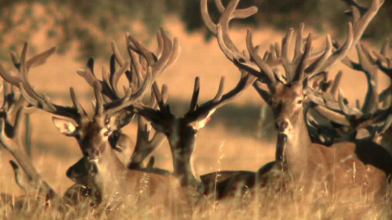 Jara y sedal - Lagunes Selección Genética - ver ahora