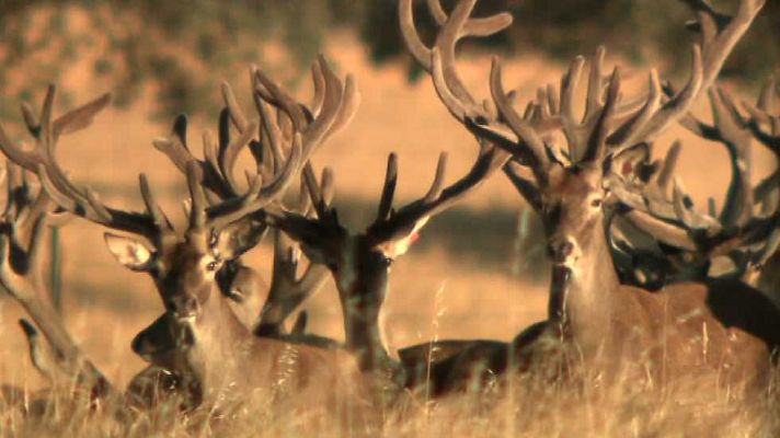 Jara y sedal - Lagunes Selección Genética