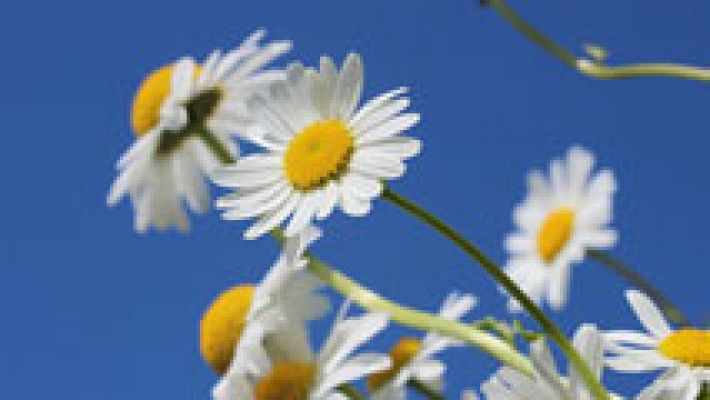 Informativo de Madrid - El Tiempo en la Comunidad de Madrid - 05/01/15