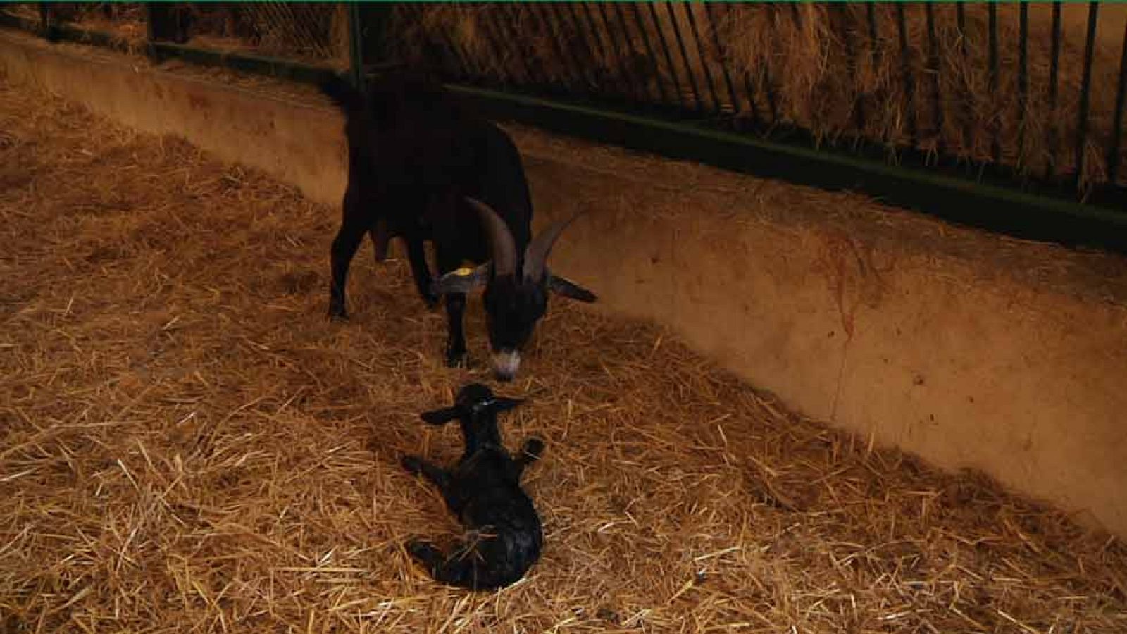 El nacimiento de la cabritilla "Aquí la Tierra"