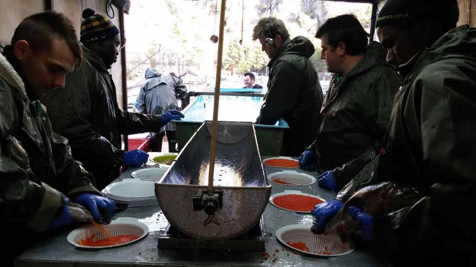 Caviar de primera ¡de trucha!