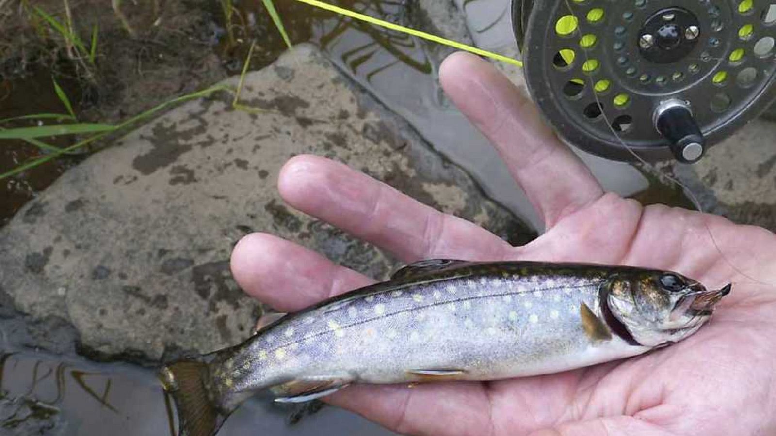 Jara y sedal - Pesca en las cumbres