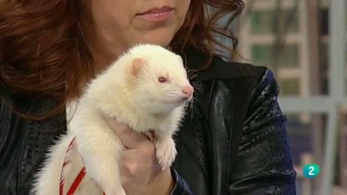 Para todos La 2 - Animales - Los hurones y sus cuidados