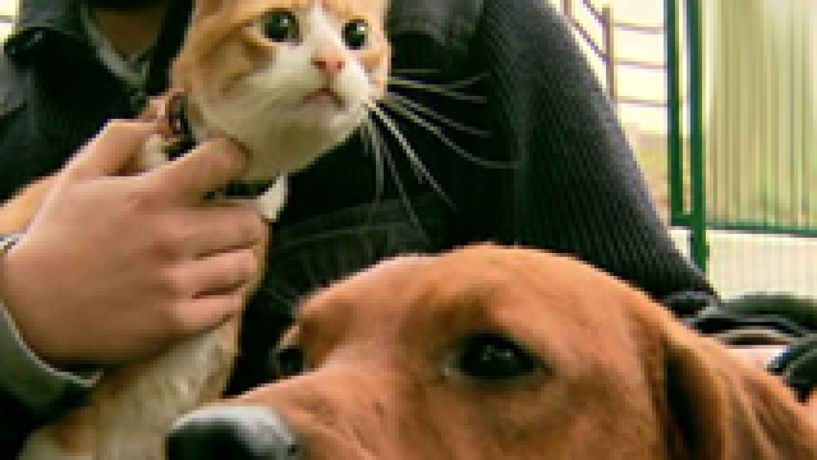 La mañana: Un perro y un gato velan a su dueño fallecido | RTVE Play