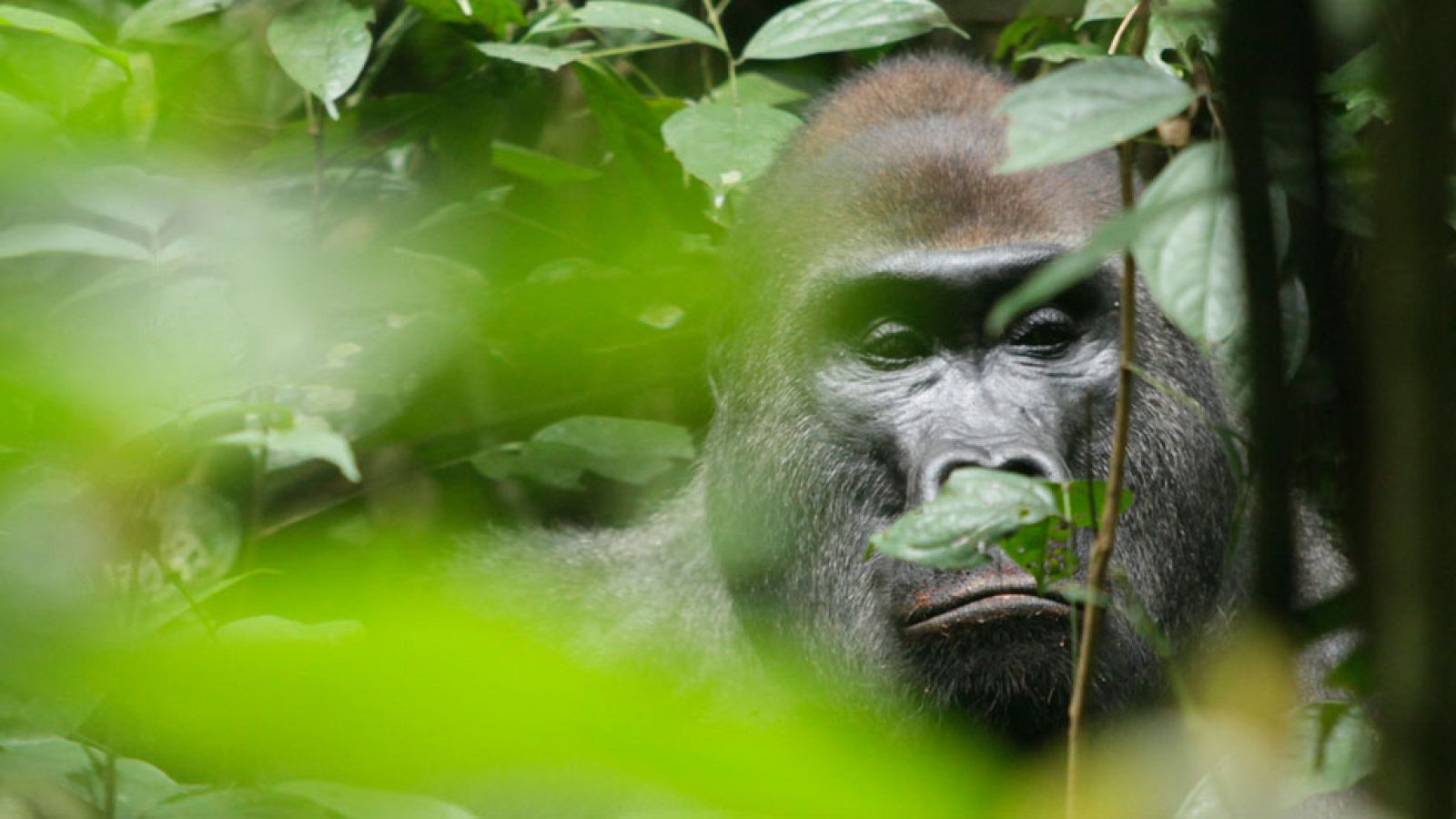 Los jueves a las 22.00 h en La 2: 'Africa' - Documenta2 | Ver