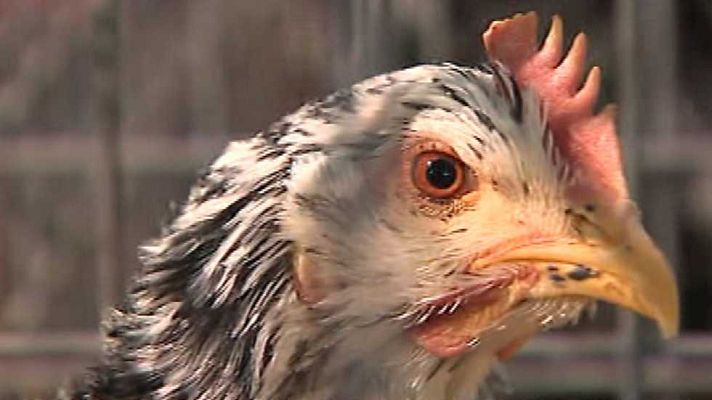 España en 24h - España en 24 horas - 13/01/15