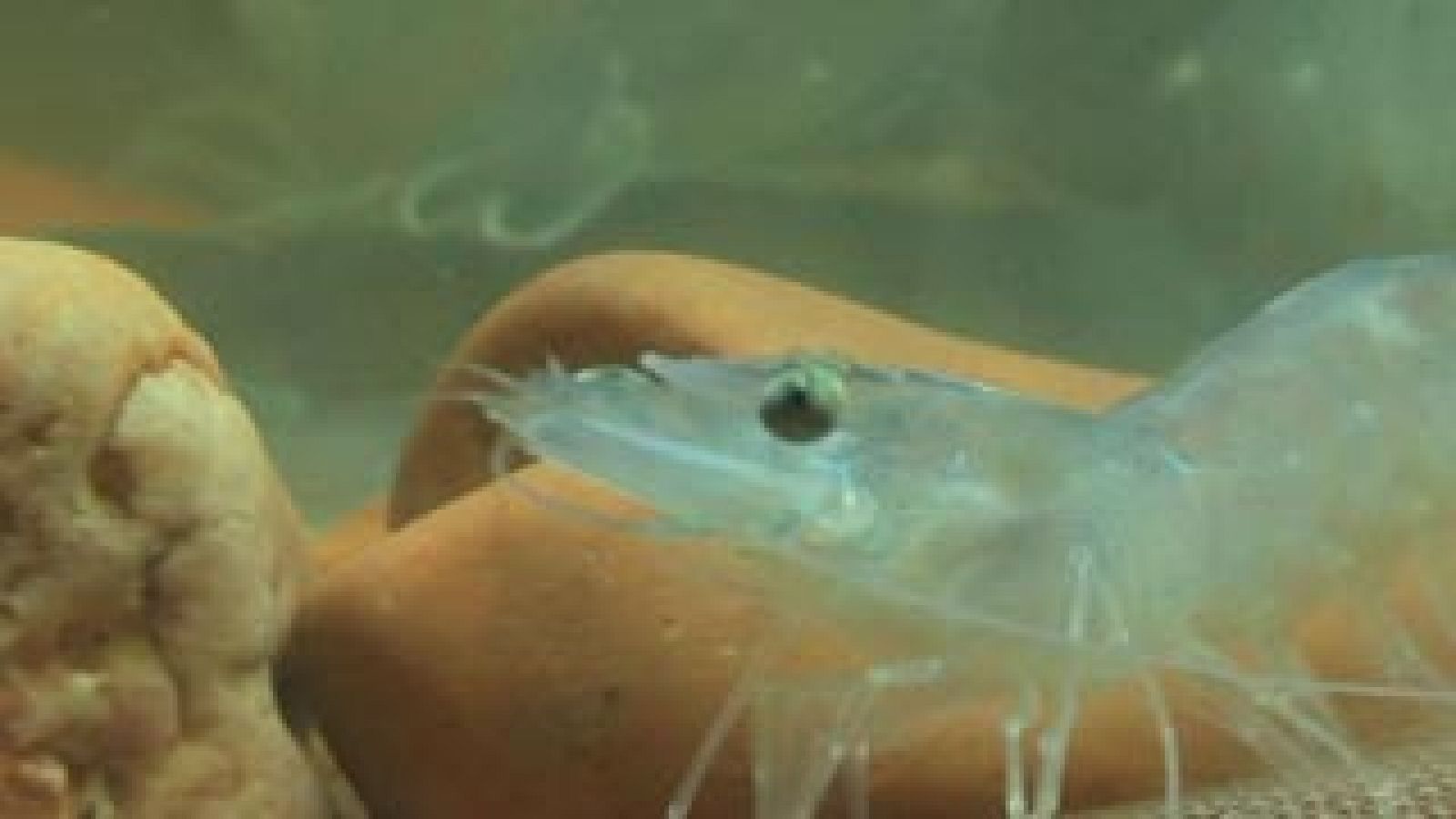 Langostinos ecológicos de secano