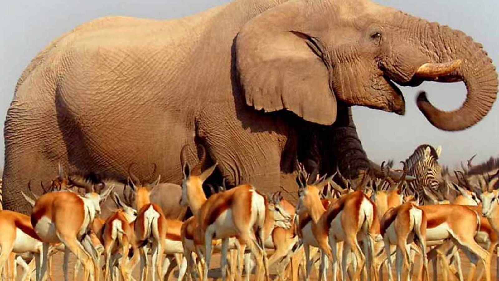 Docufilia - África: Sabana - Ver ahora