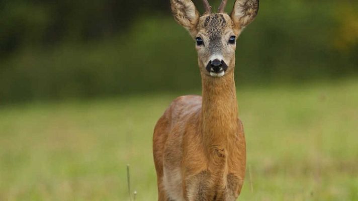 Jara y sedal - Entre el mar y la montaña