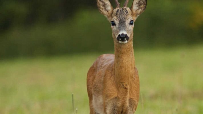 Jara y sedal - Entre el mar y la montaña