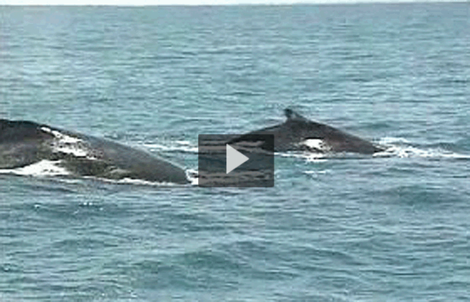 Los gigantes de los océanos - Leonart | Ver