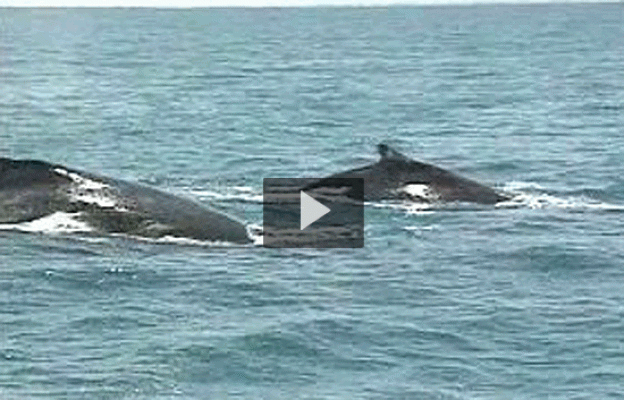 Leonart - Leonart. Las ballenas