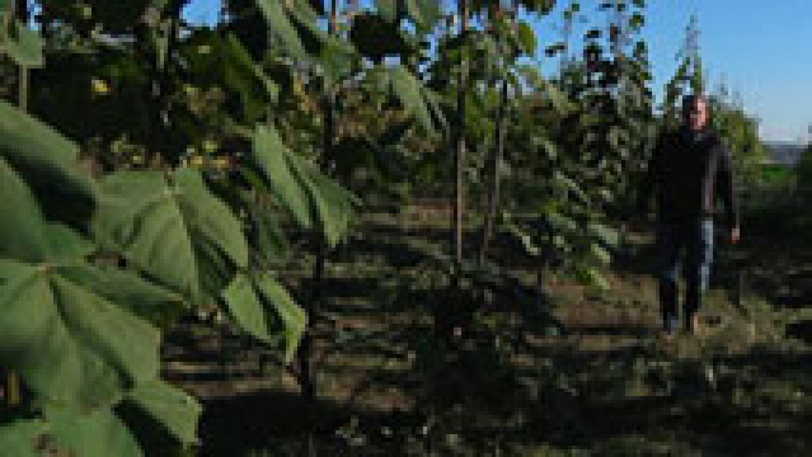 El árbol del futuro