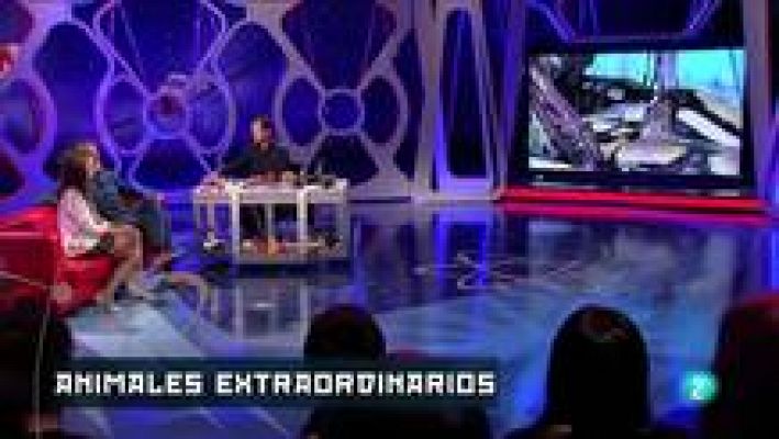 Órbita Laika - Animales muy particulares