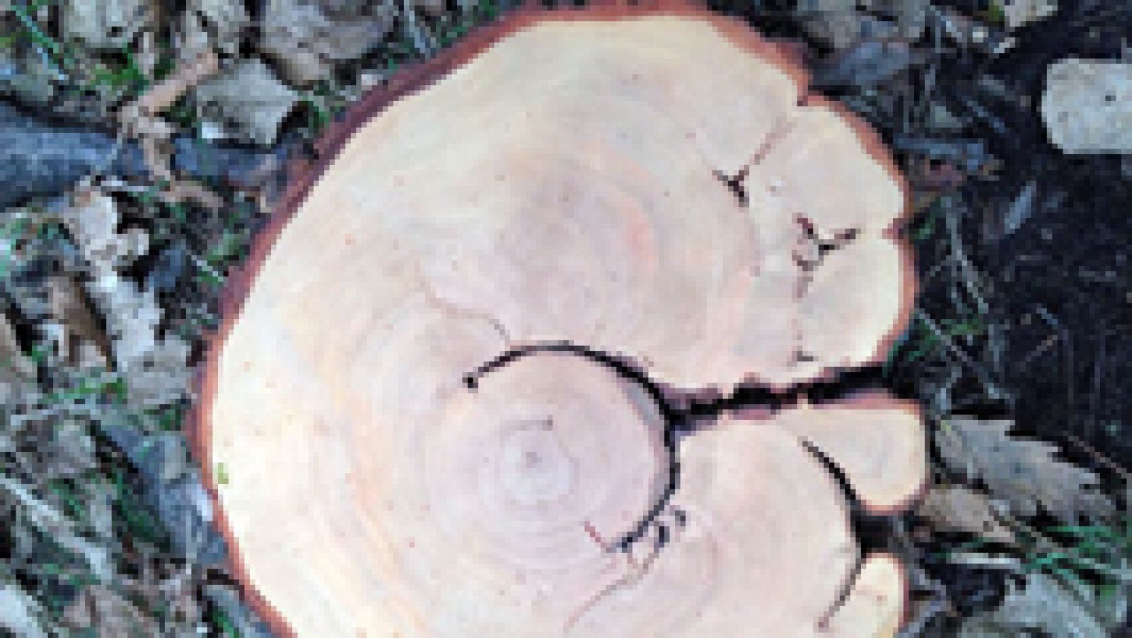 Aquí la Tierra: La sabiduría de los troncos | RTVE Play