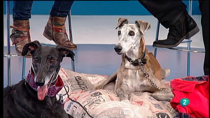 Para todos La 2 - Animales - Galgos en casa