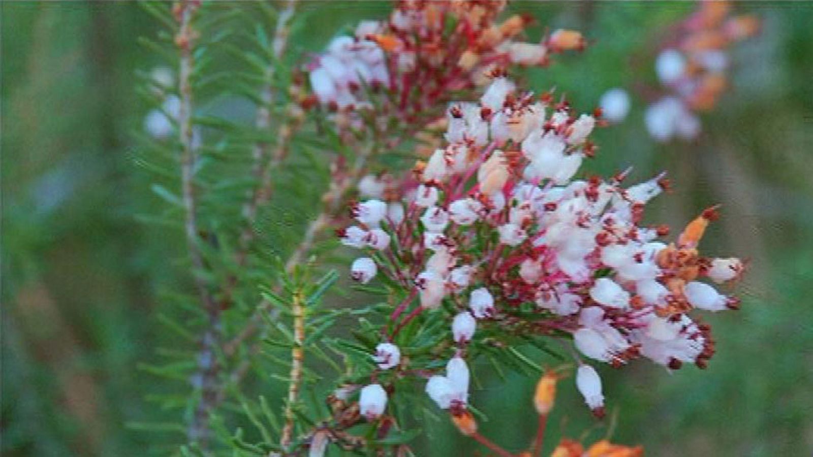 Juan Plantas y la flor del brezo