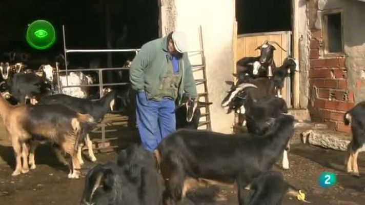 Agrosfera - Lobos y mastines