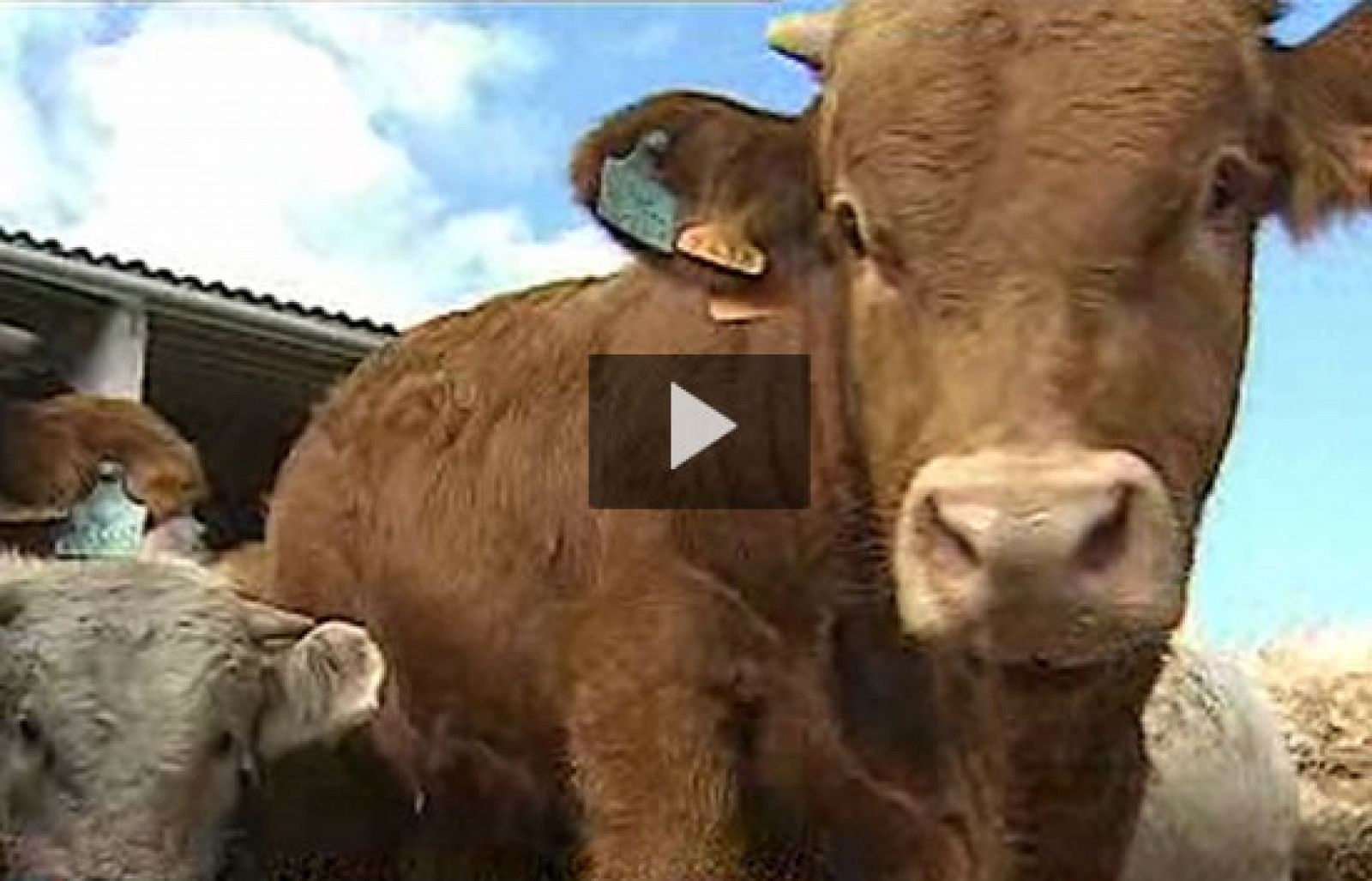 Se confirma la muerte por el mal de las vacas locas