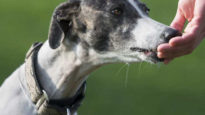 LXXVII Cto. de España de galgos en el campo (semifinales)