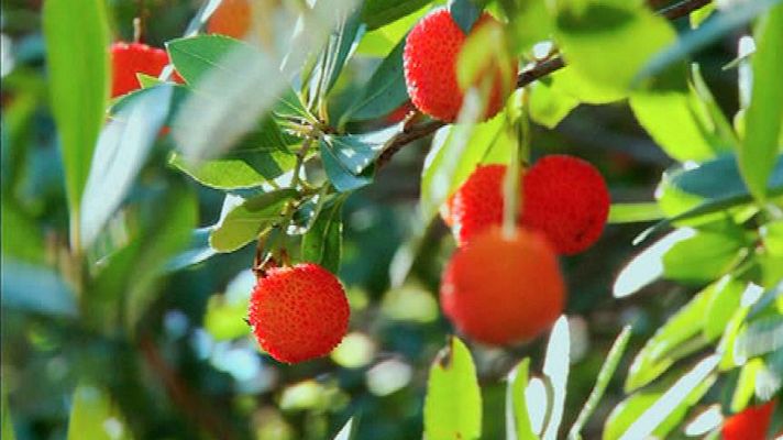 Aquí la Tierra - Juan Plantas y el madroño