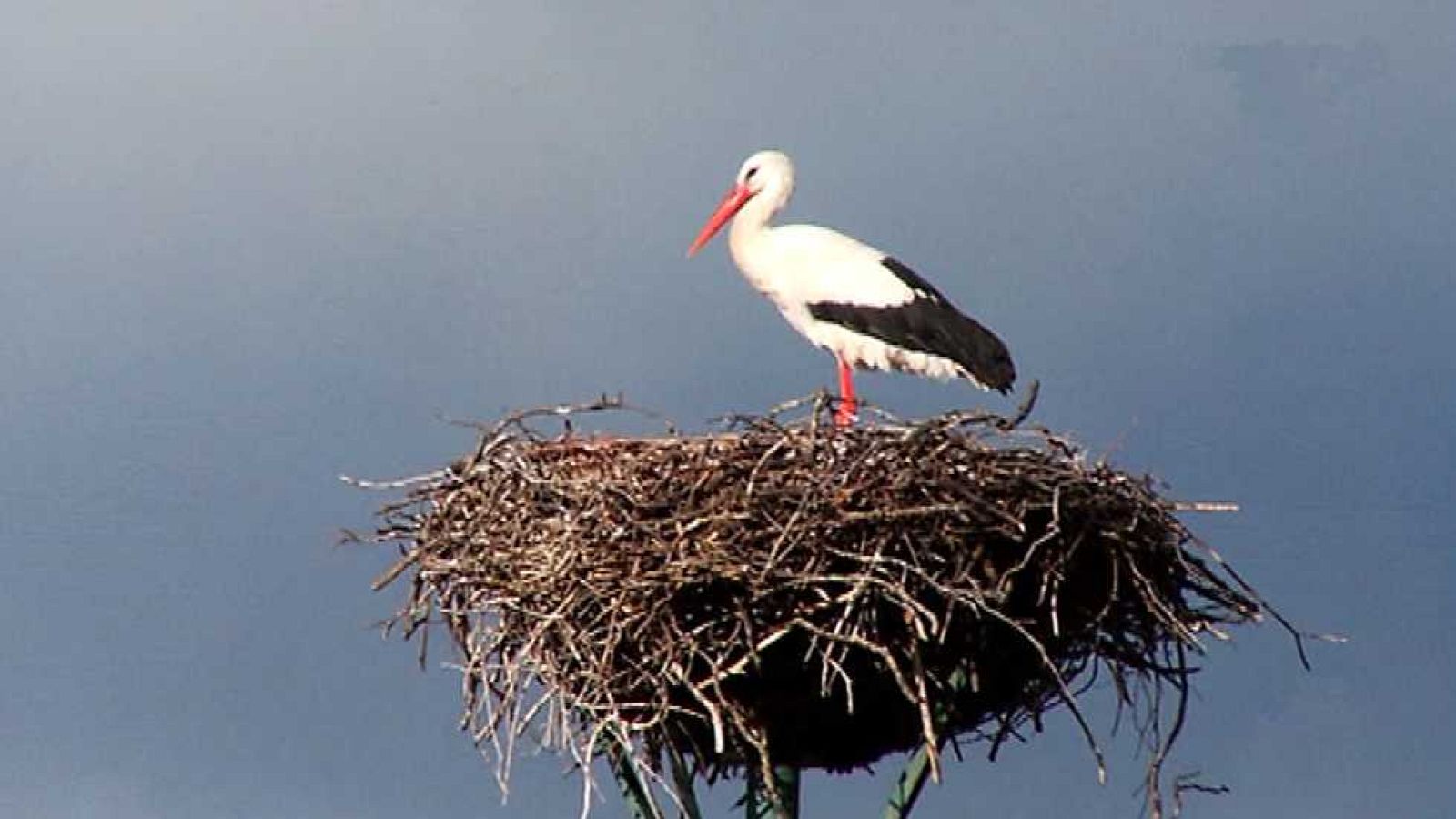 Aquí la Tierra - 03/02/15 - Ver ahora