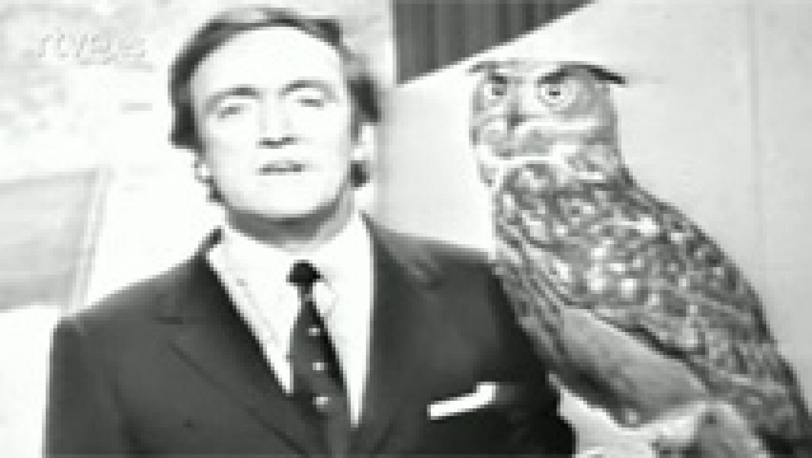 Fauna - Los búhos (I)