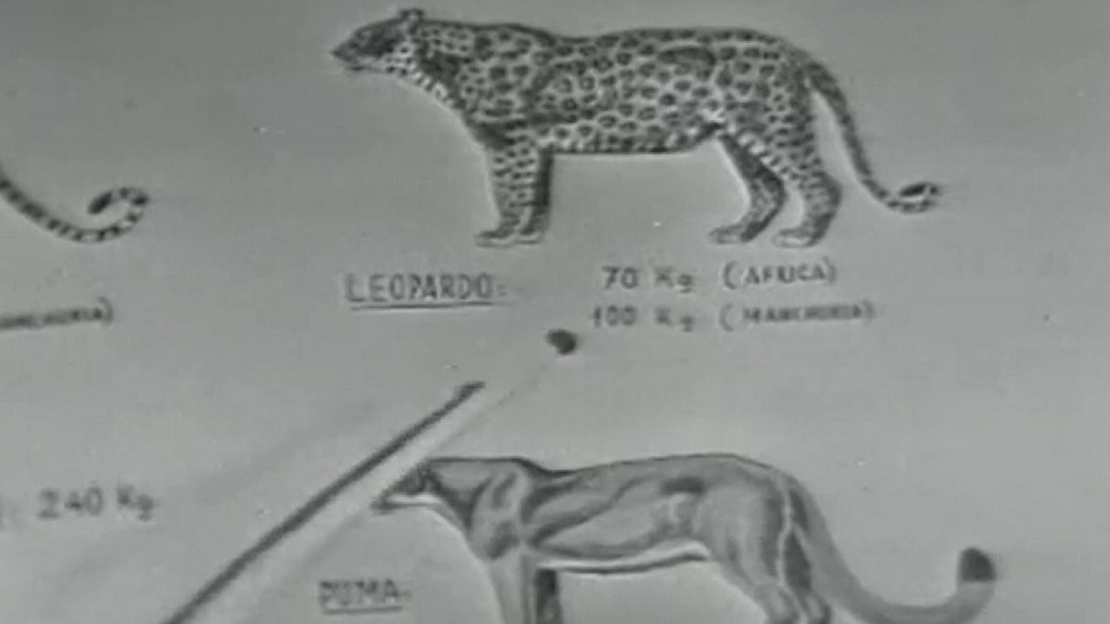 Fauna - El leopardo (I)