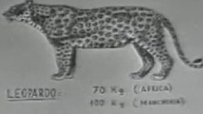 El leopardo (I)