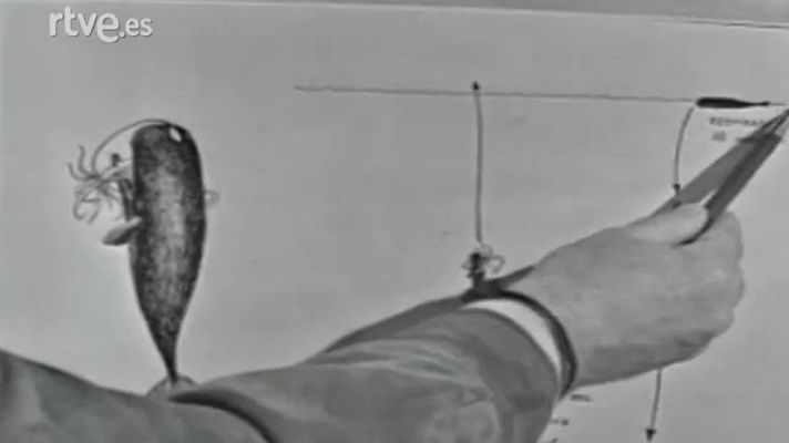 El planeta azul - Los cetáceos