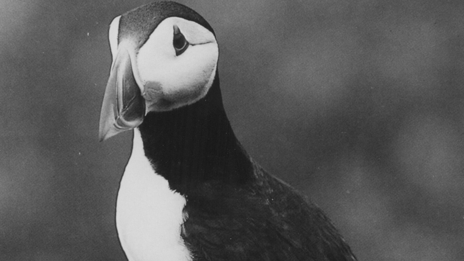 Fauna - Ladrones de huevos