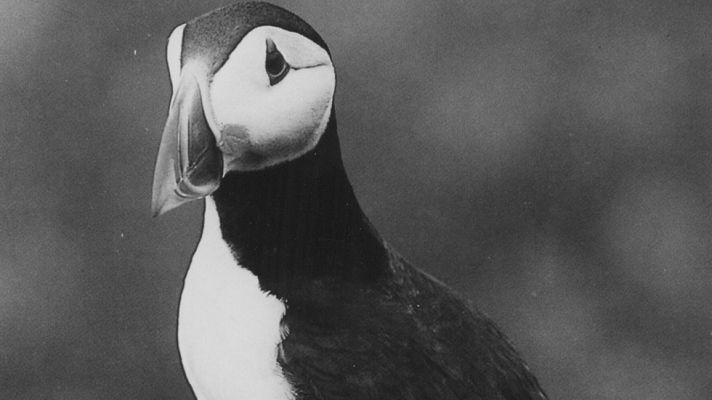 El planeta azul - Ladrones de huevos