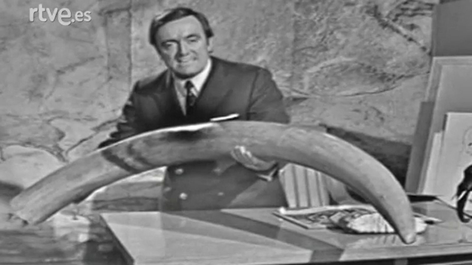 Fauna - Los elefantes