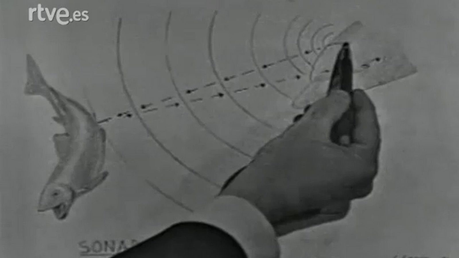 Fauna - Los delfines