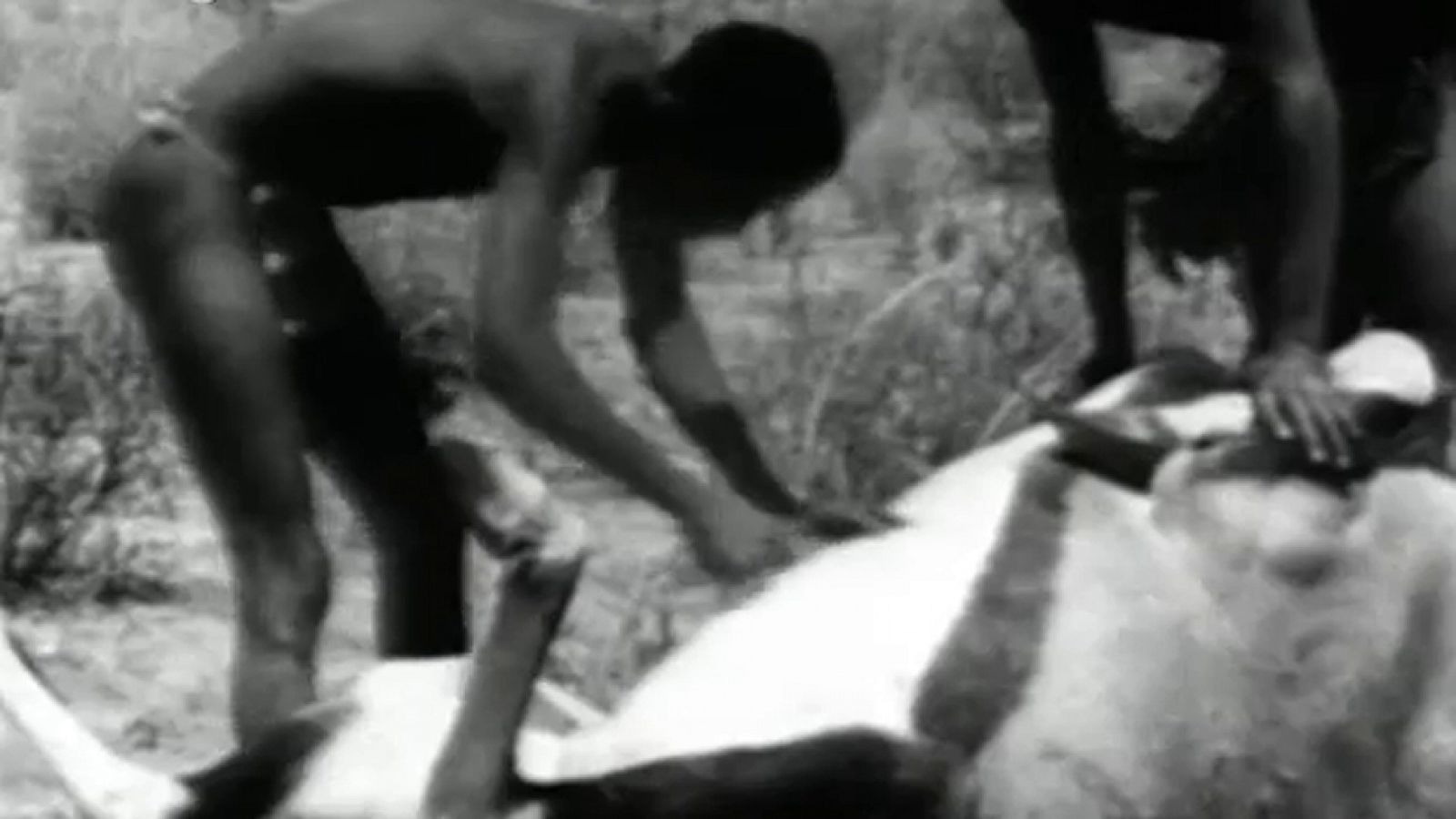 Fauna - Los bosquimanos en el Kalahari (II)