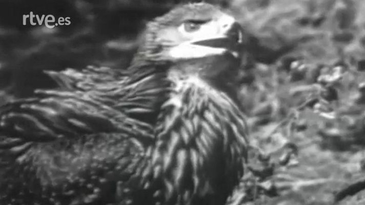 El águila imperial