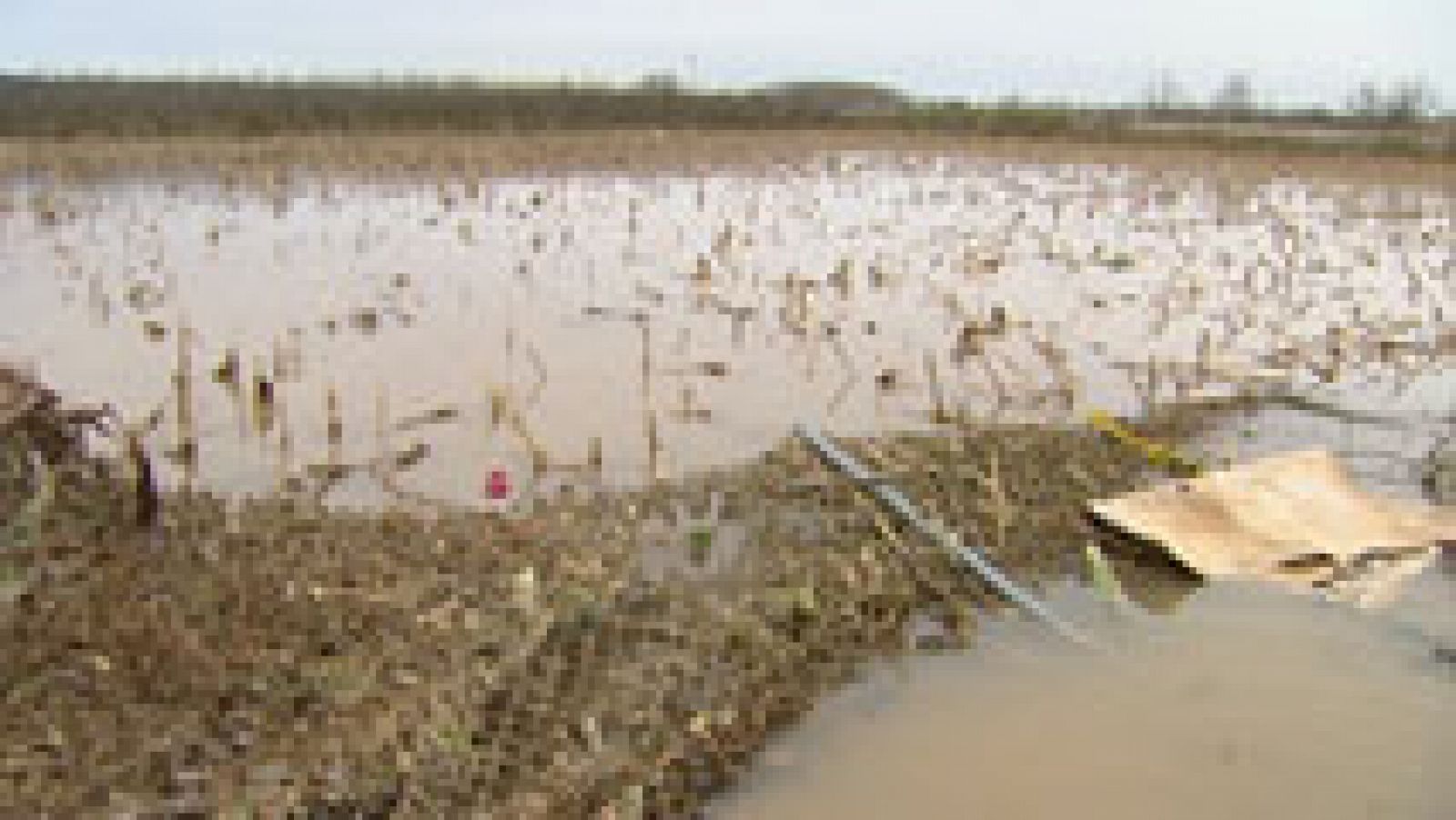 Telediario 1: Los agricultores creen que algunos cultivos de huerta podrían perderse por las nevadas y la lluvia  | RTVE Play