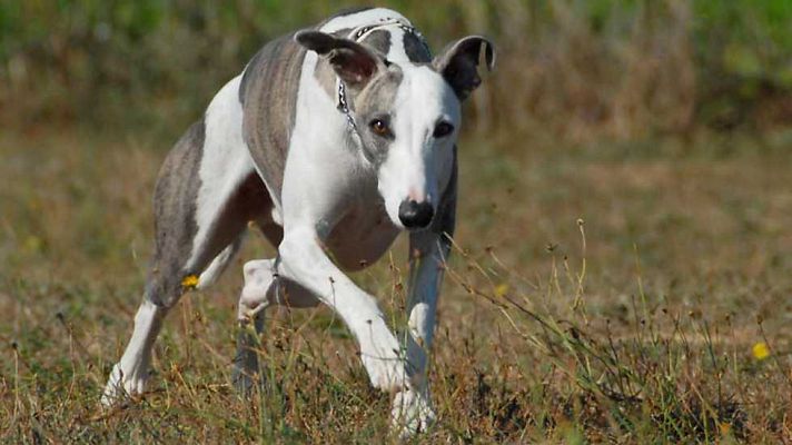 Campeonato de España de Galgos