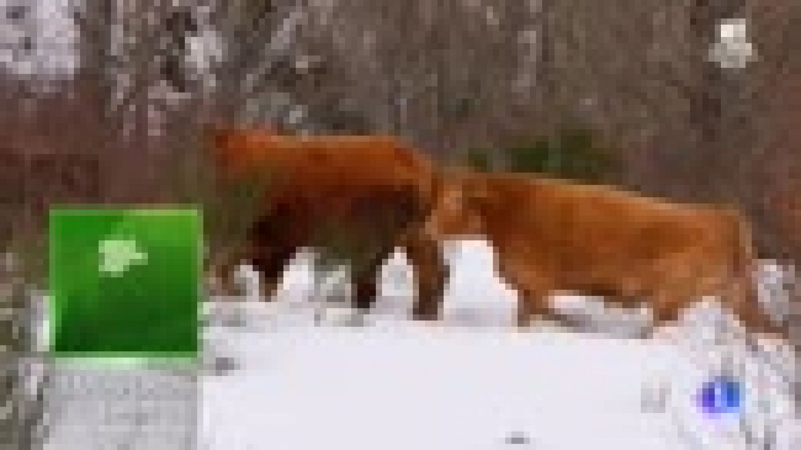 Aquí la Tierra: Vacas mimadas en pleno invierno | RTVE Play