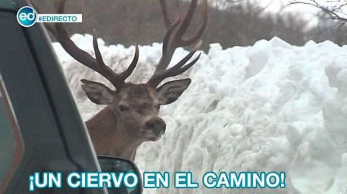 España Directo - España Directo - 11/02/15