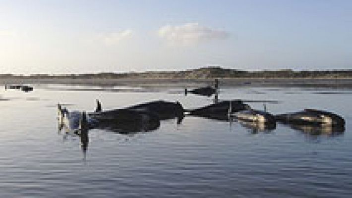 Muere un centenar de ballenas varadas en Nueva Zelanda