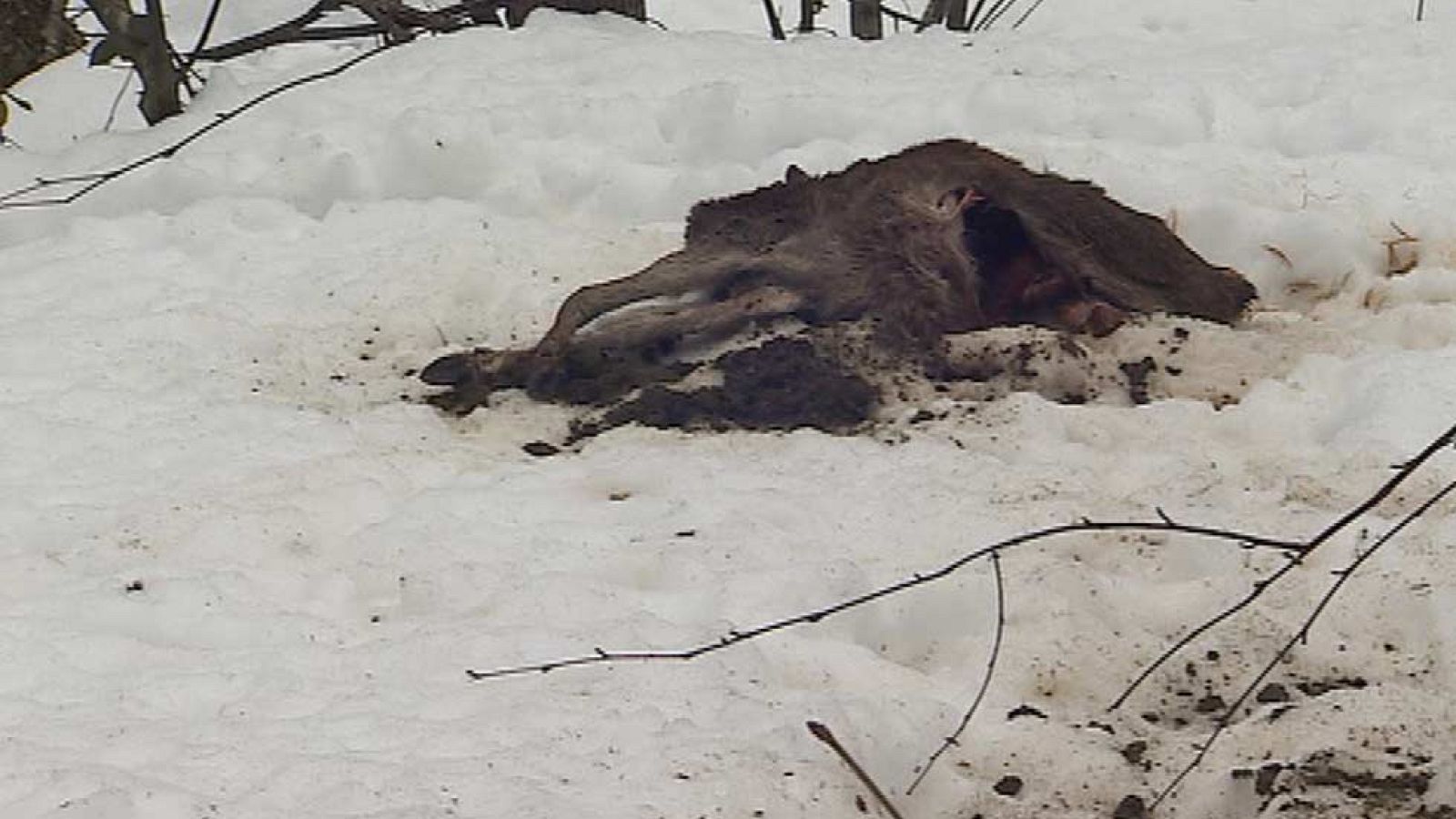 La nieve mata a cientos de animales en el norte de España