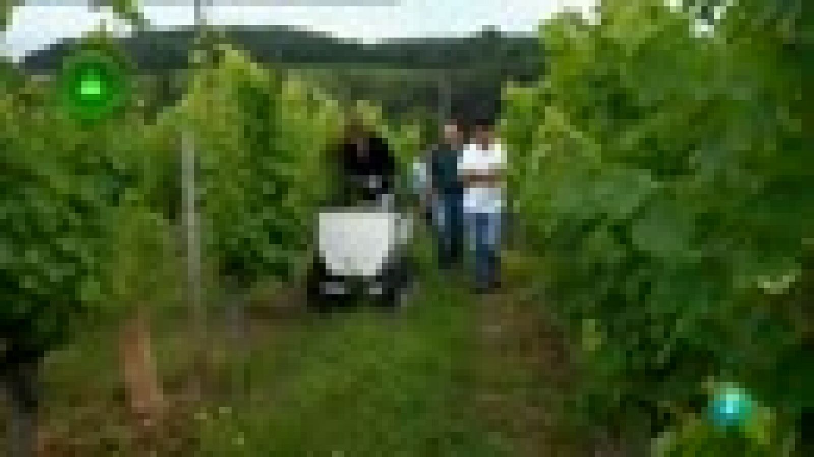 Agrosfera: Robot vitivinicola | RTVE Play