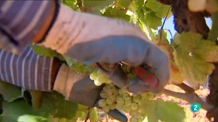 Agrosfera - Robot vitivinicola